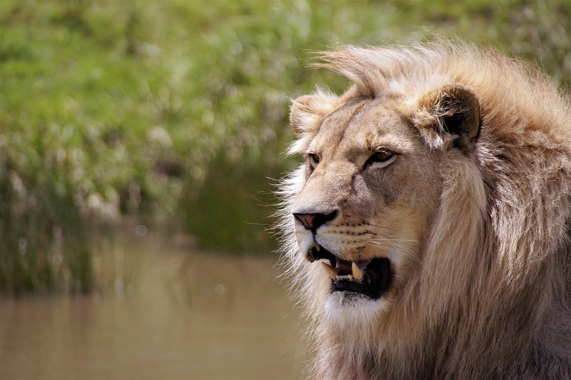 Lion in the Jungle